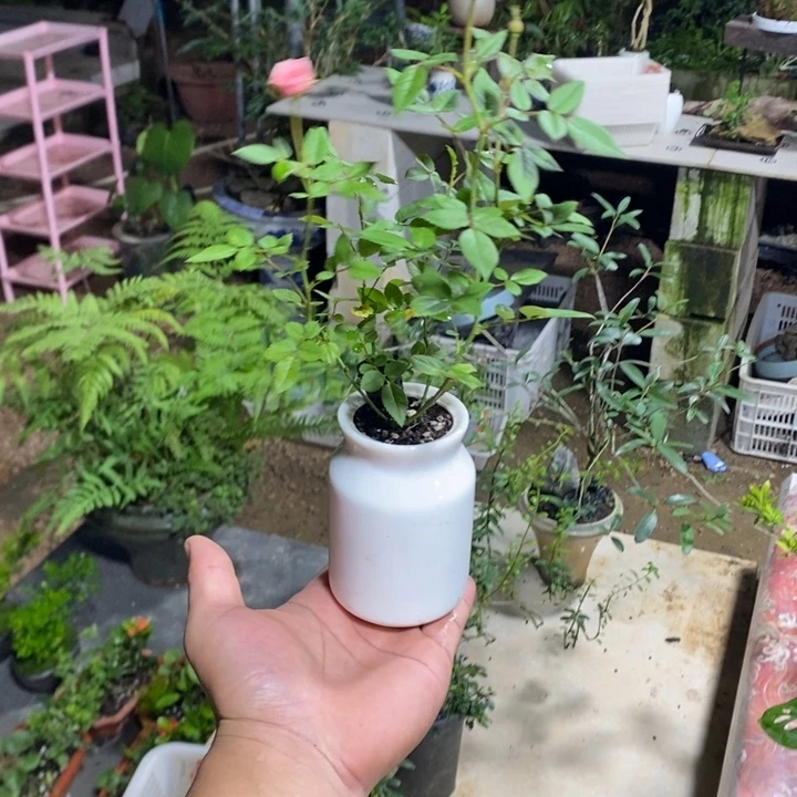 *****完全开放退款拉黑一物一拍44