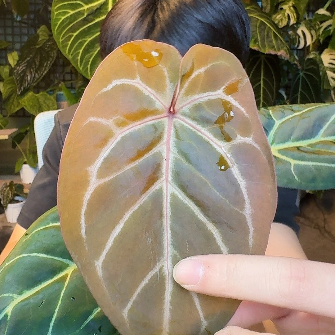 完全开放Z83紫水晶杂巧克力