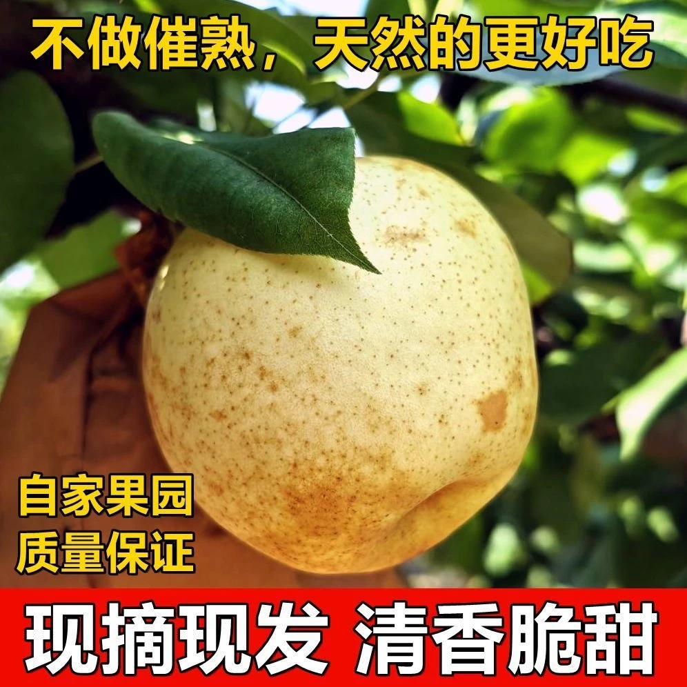 寻味罗城现摘新鲜秋月梨水晶梨当季水果香甜多汁孕妇水果果园直发