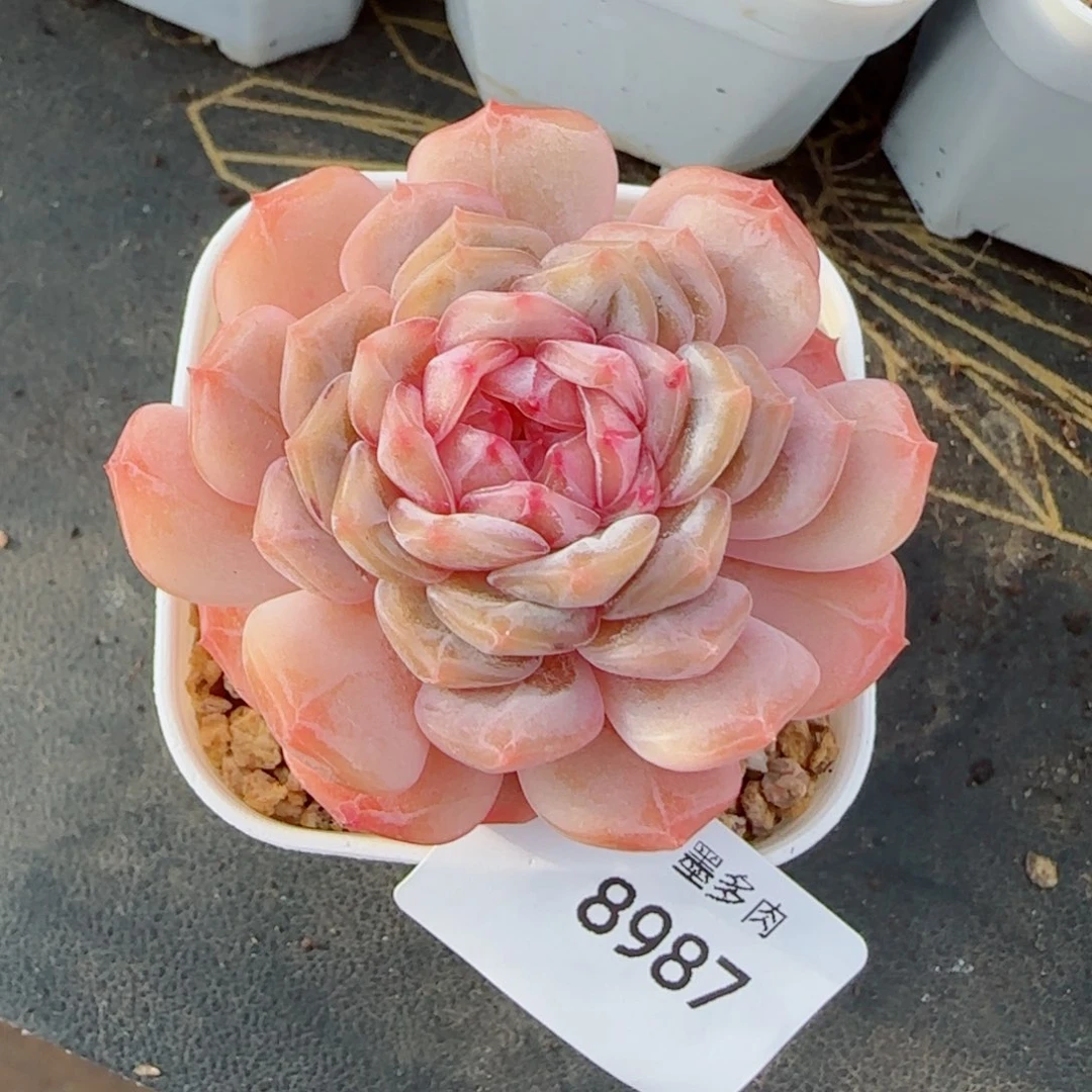 粉恋，8987多肉植物