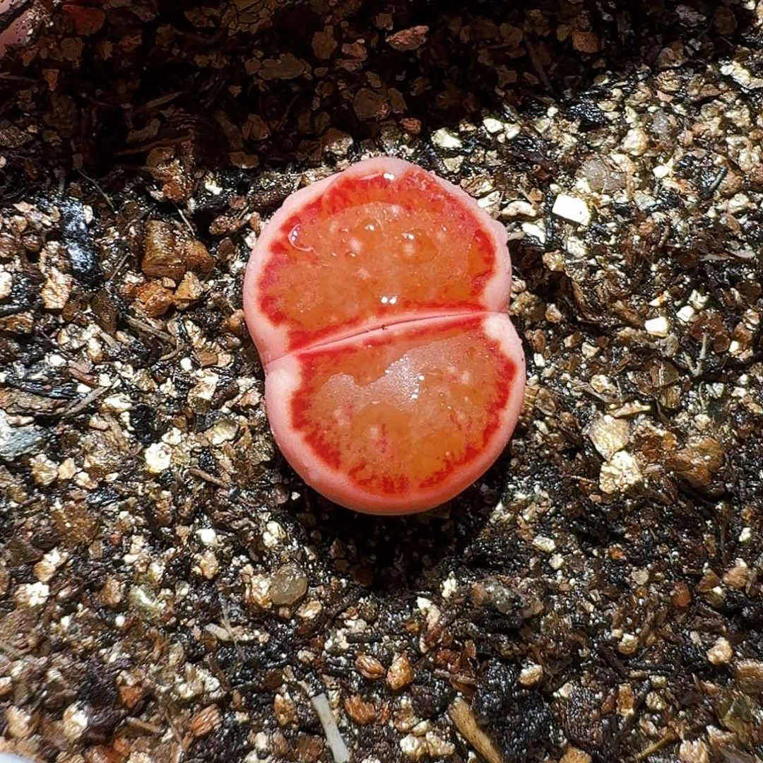 生石花22///。在。  63。  1.3左右