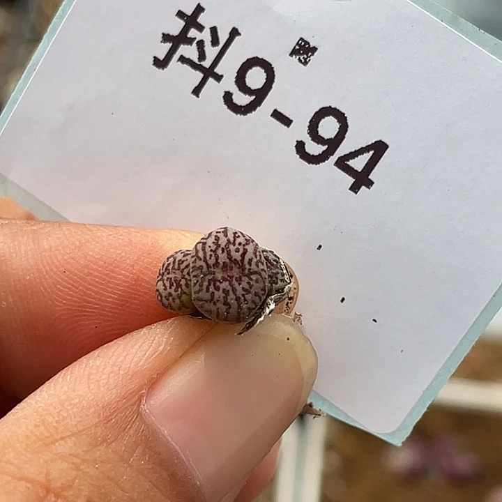 9-94墨多肉植物肉锥