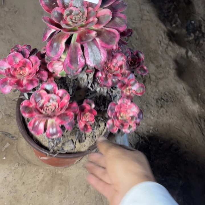****:香奈的人多肉的人1846