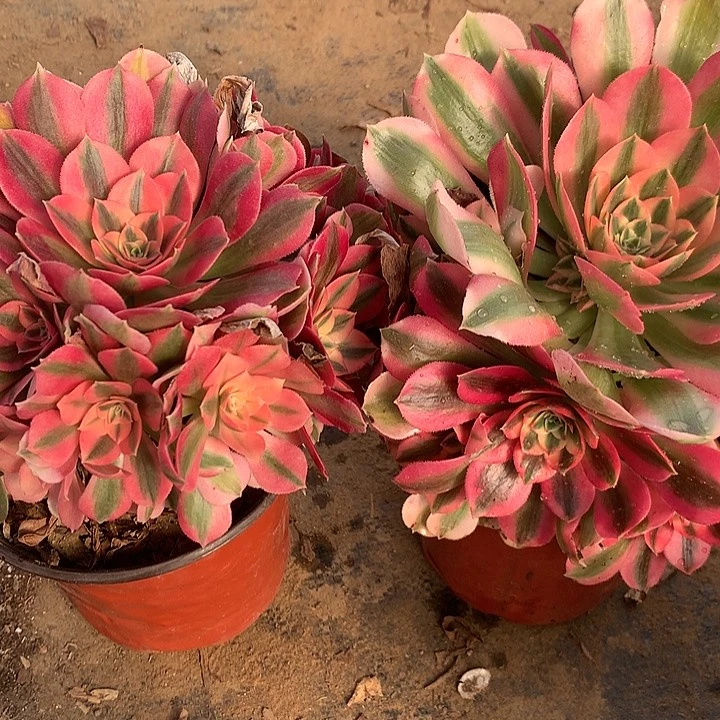 多肉植物女巫两颗17