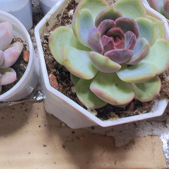 黑橙19包邮多肉植物