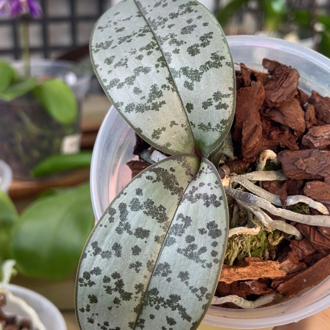 完全开放SWR M929-1156