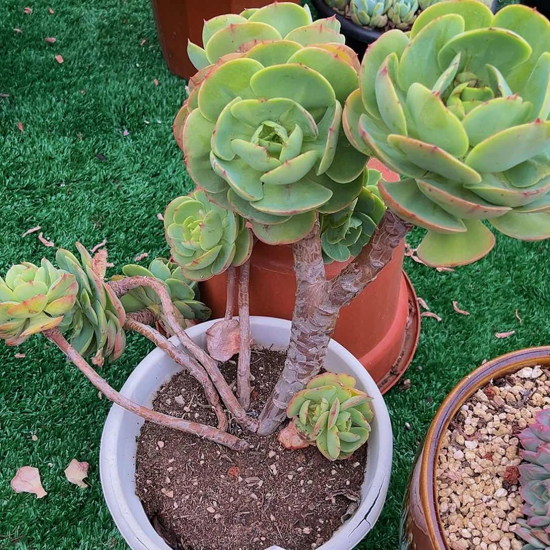 碧桃小群生29029