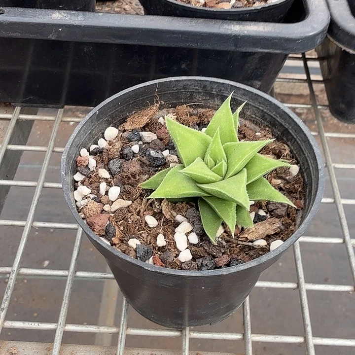 硬叶单头球4仙人球