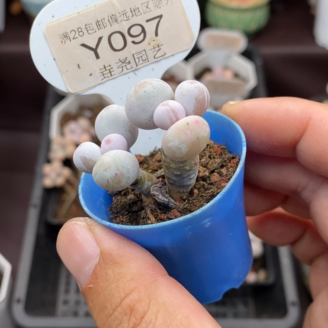 0097 鸡蛋美人 3.5cm