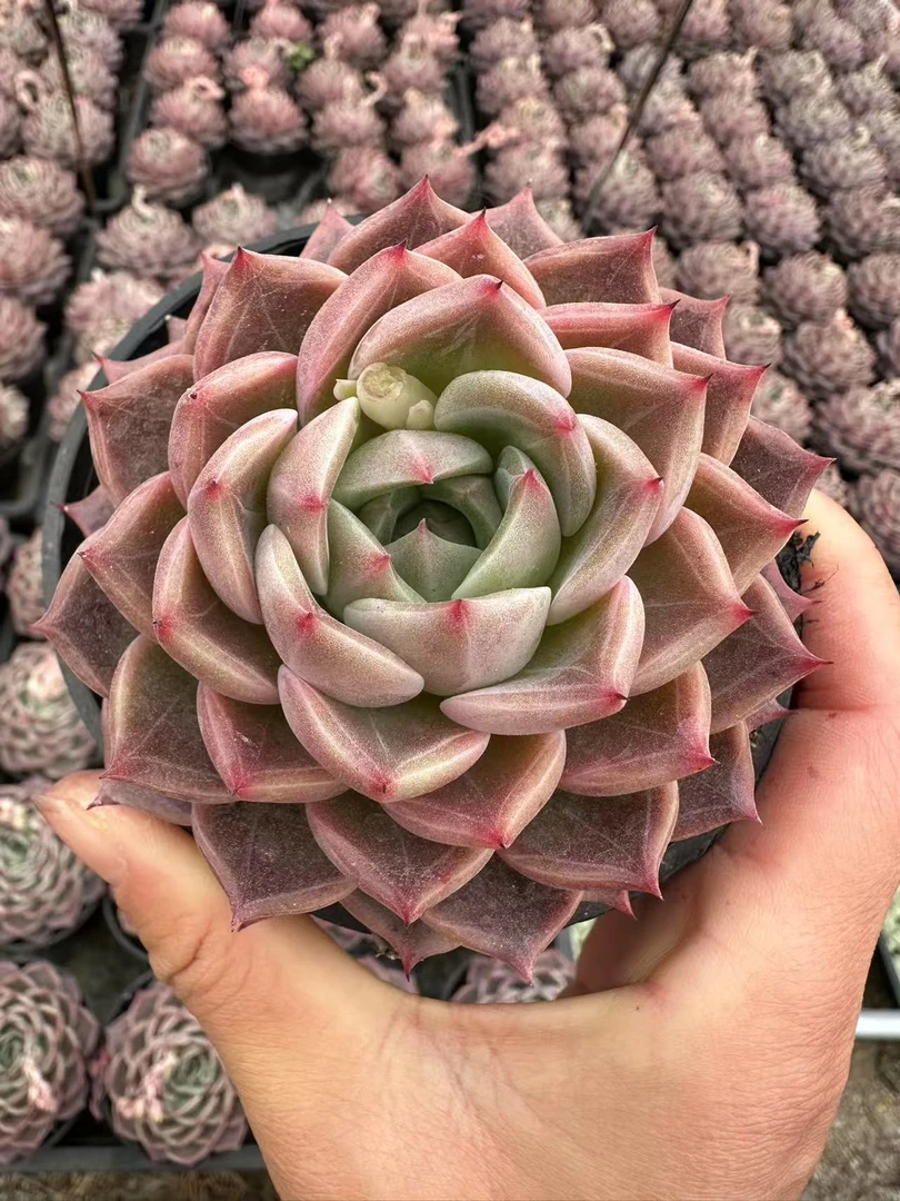 10#万龙甲多肉植物      前男友精品多肉