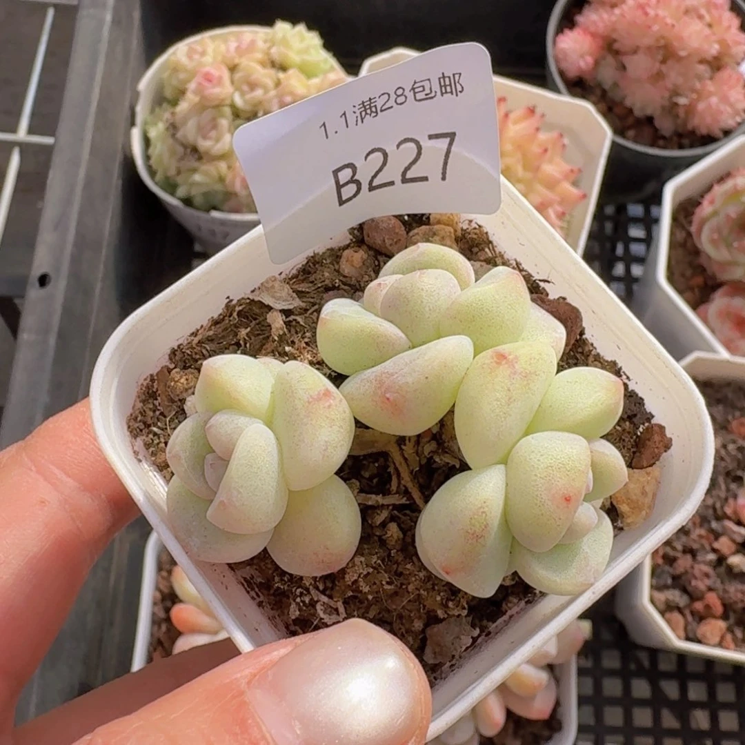 H***h3头冰玉白体一颗带盆