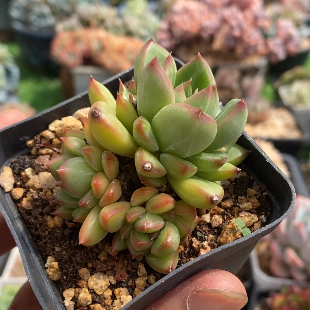 暗纹美人杂交小群一物一拍