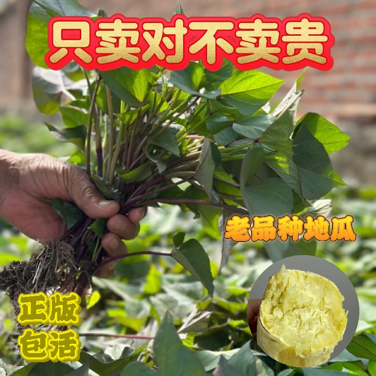 正宗老品种地瓜苗红说苗儿时回忆