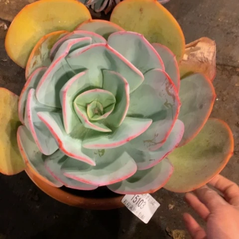 袁*布鲁克林的蓝15103多肉