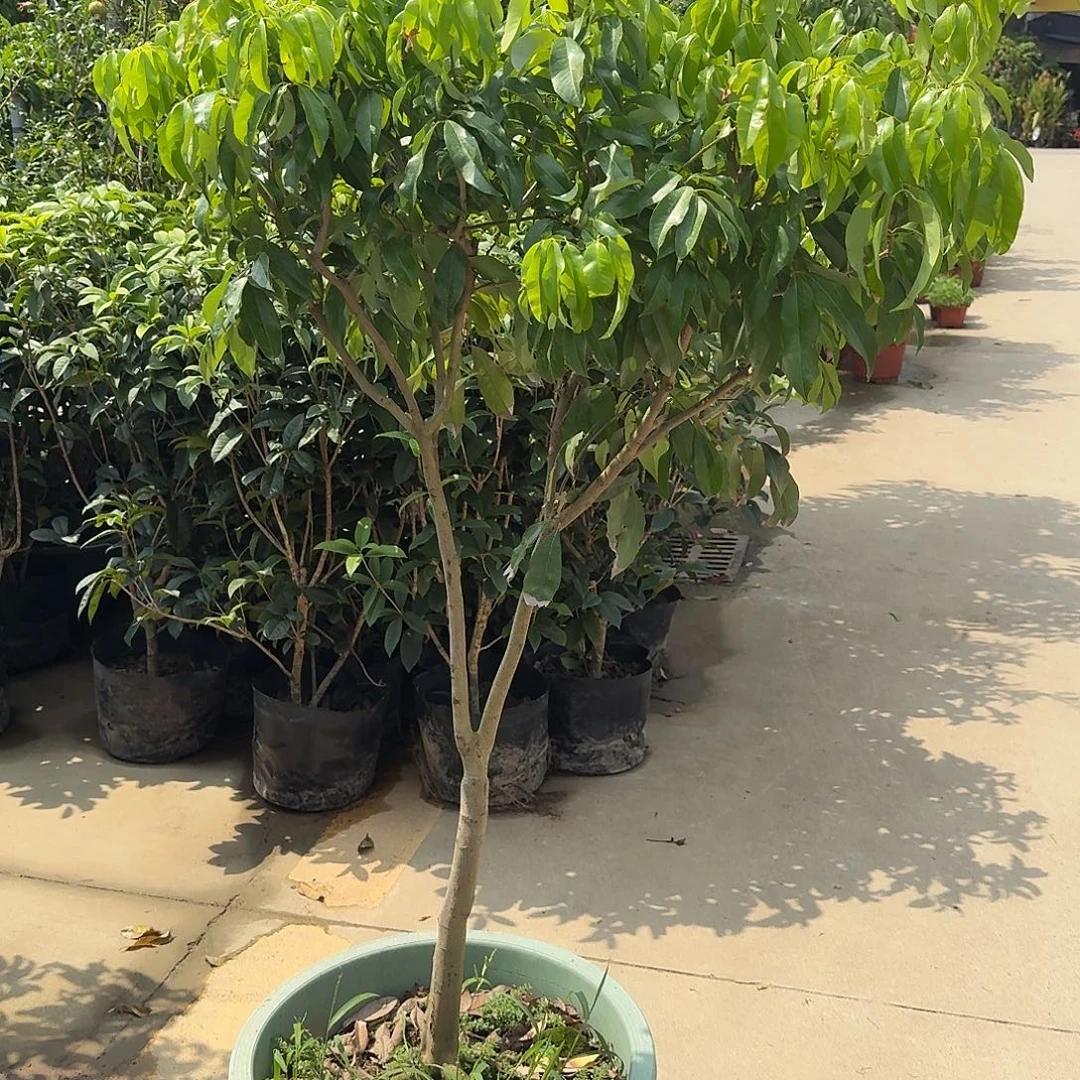 蓝***乐完全开放果树果树果树111111