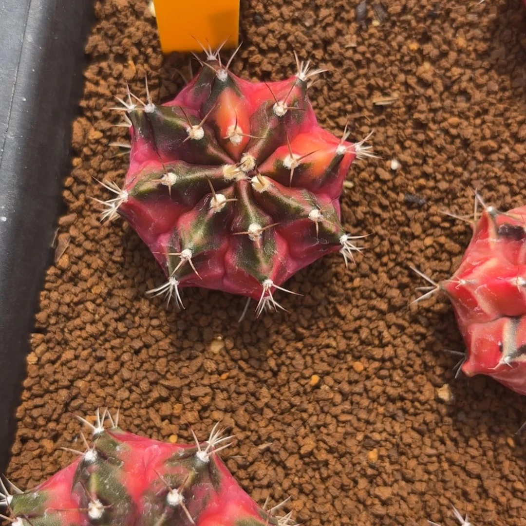 100-0104泰国发货多肉