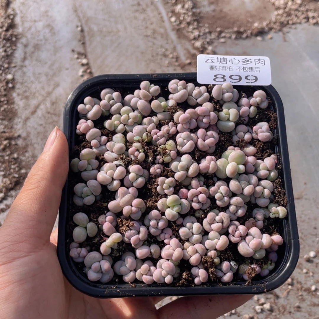云糖心多肉植物899