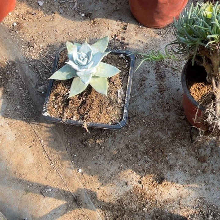 @****初雪山多肉植物