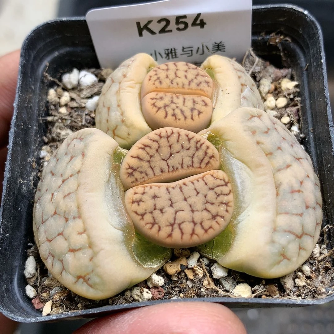 K254多肉植物保护