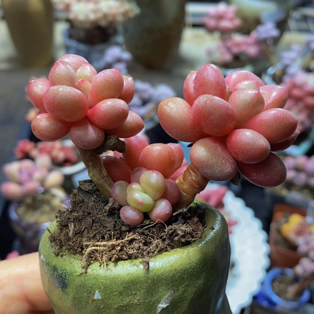 357！先锋派6 厘米