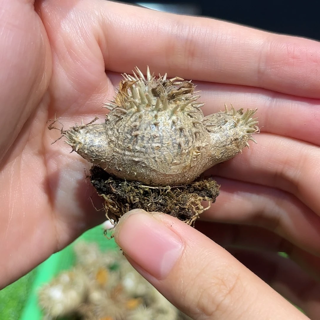 4cm实生多头惠比大黑带土