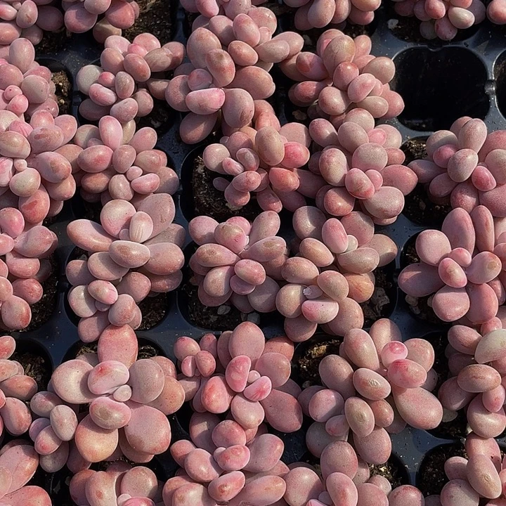 双头小桃蛋1.5带土发