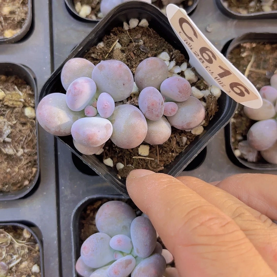 C616彩虹奶一物一拍