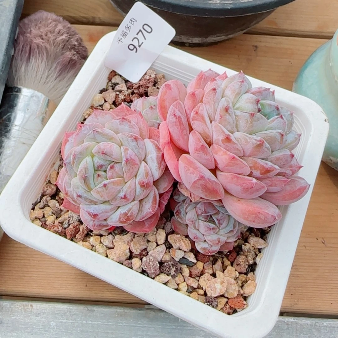 冰魄，9270多肉植物