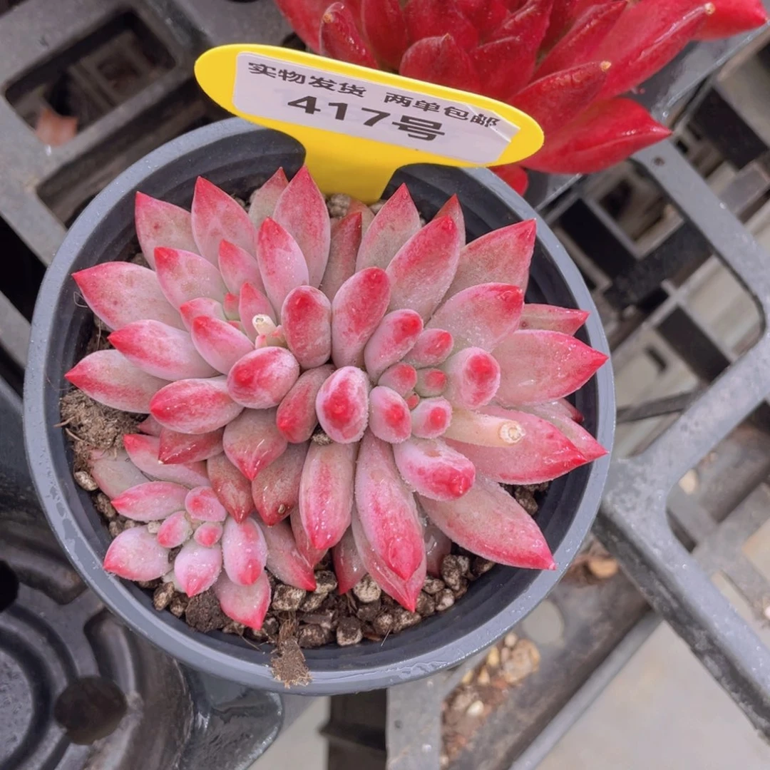 417号 虞美人母本大群生一个