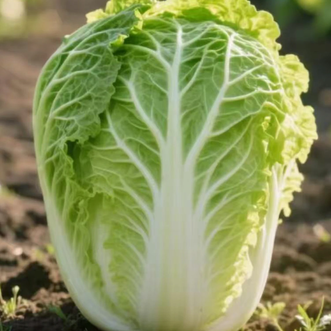 东北寒地黄心大白菜新鲜健康清甜无筋无丝