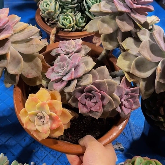 轻****风紫乐锦50094多肉