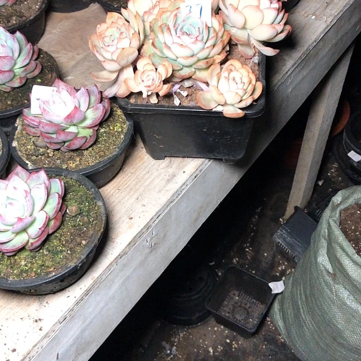 阳**丽27//////////////////