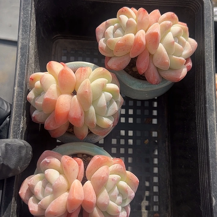 2925，三个双头冰玉带盆的