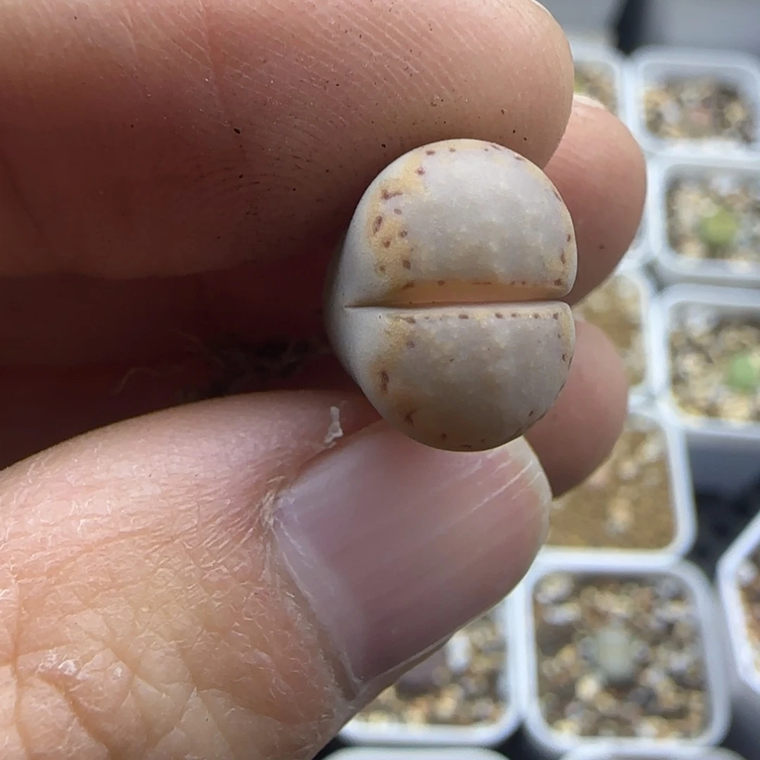 675金边饼干清框福利30包邮