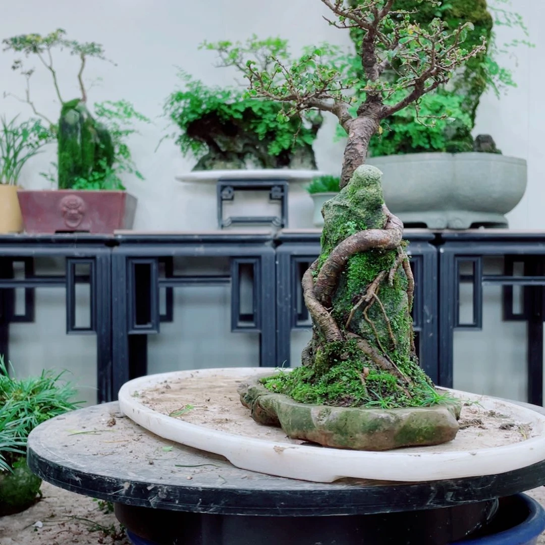 无铅玻璃杜*藤铁线蕨铁线蕨铁线蕨