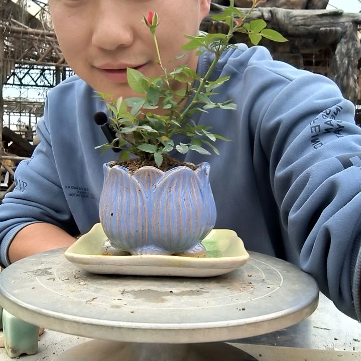 ✨****✨小盆景小植物一物一拍85