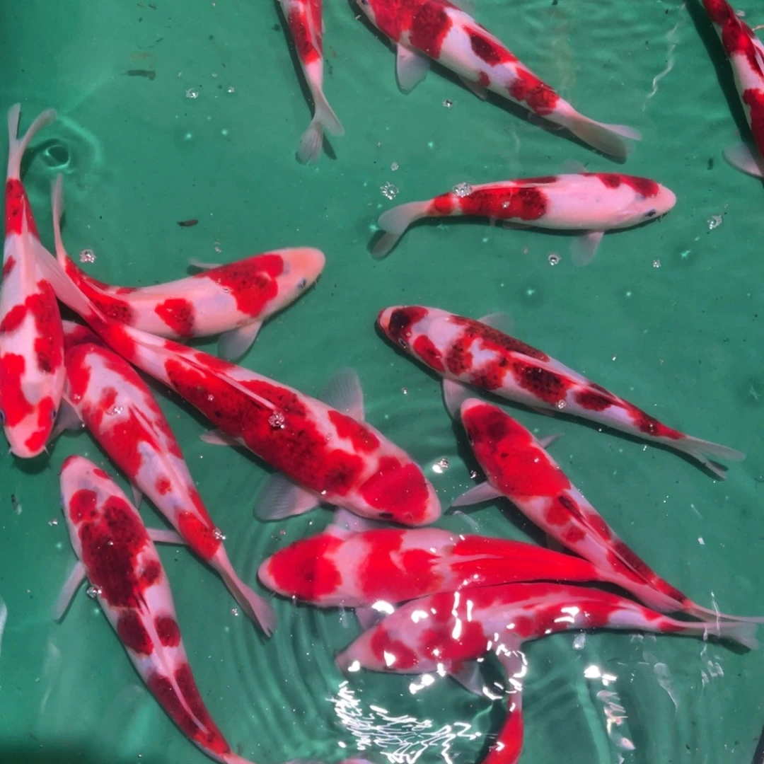 锦鲤高端锦鲤精品葡萄衣