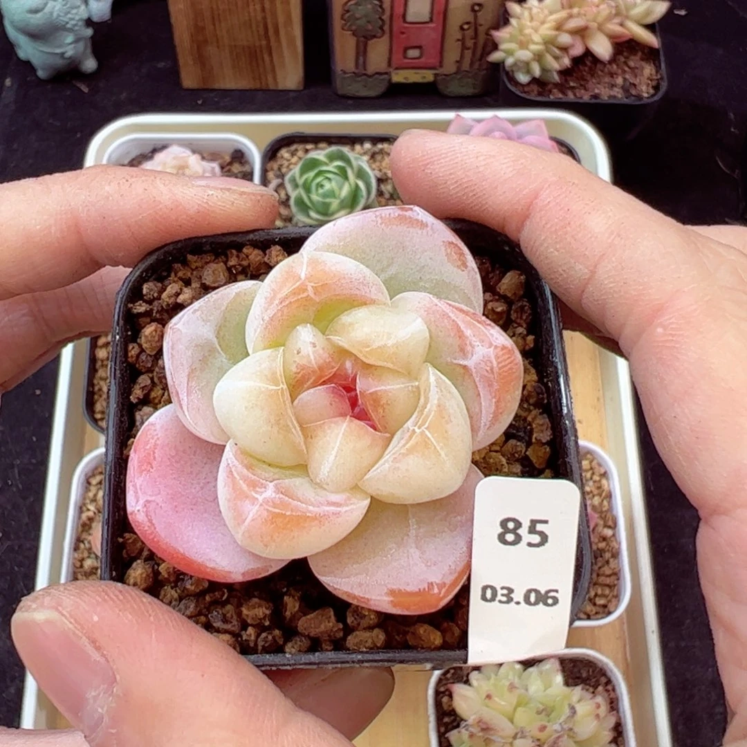 糖钻85、哈哈哈哈