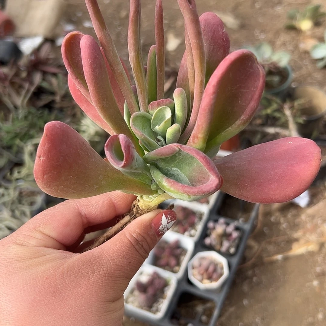 多肉植物火狐狸群