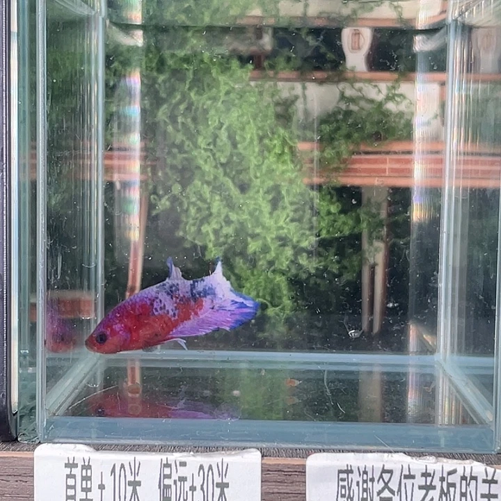 斗鱼活体不退不换谢谢