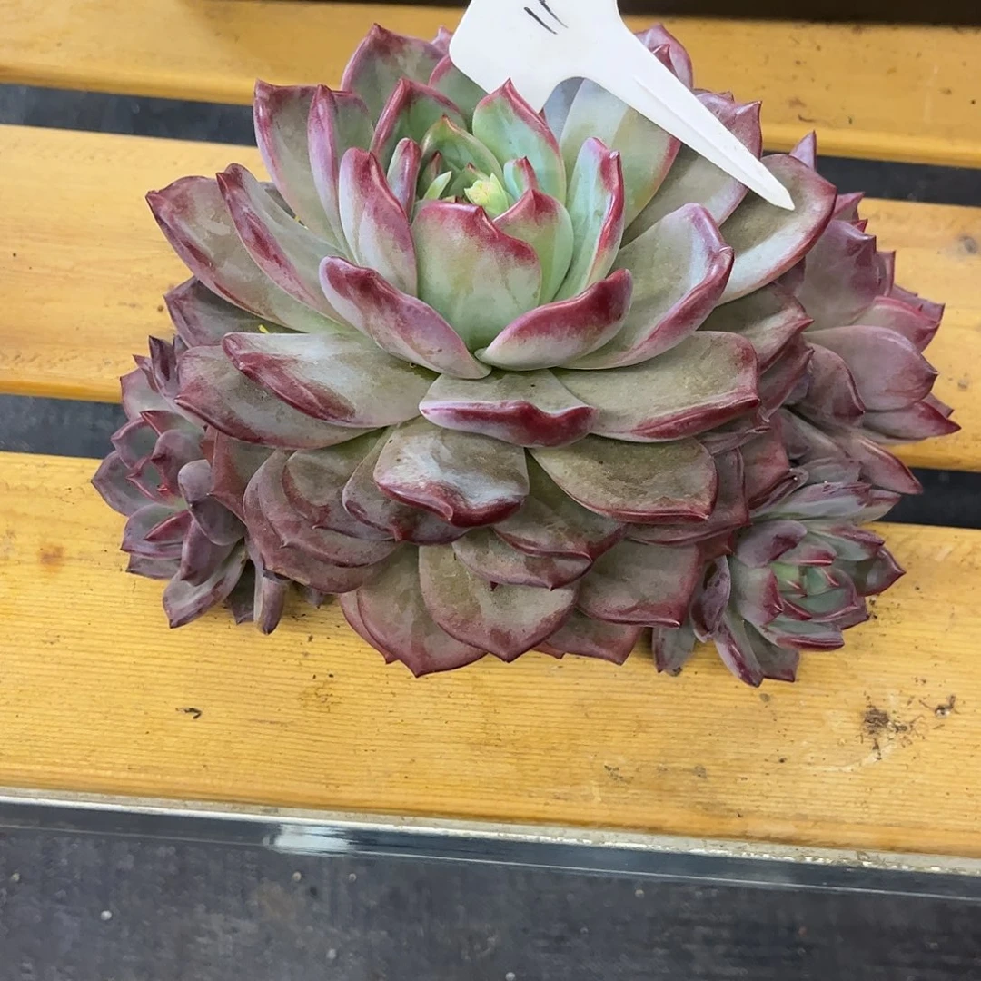 一****11夜魔侠。