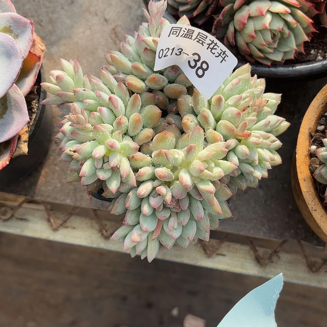 同温层多肉38明珠美人