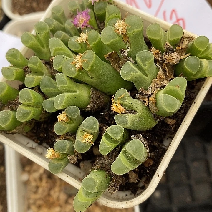 2960三头韩版骚粉佛肚风铃一颗