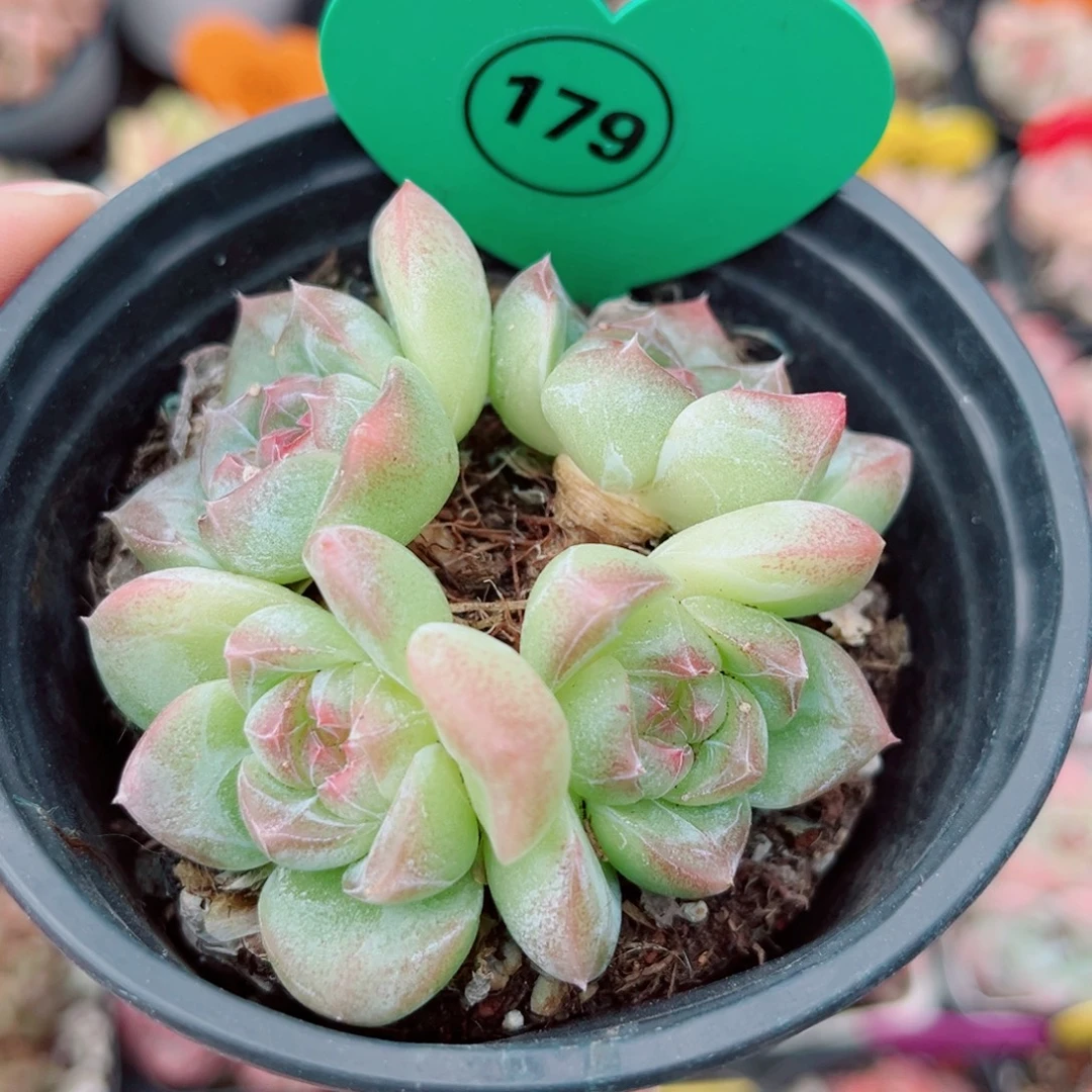 179号小老桩珍妮群