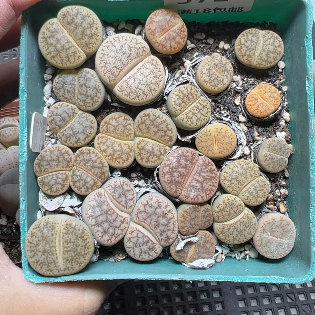 【闪购商品】571……