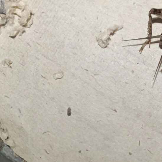 坤精选园蟋蟀份房