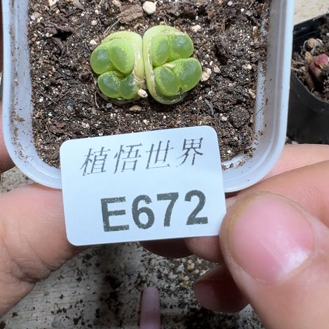 672号多肉植物哇c g