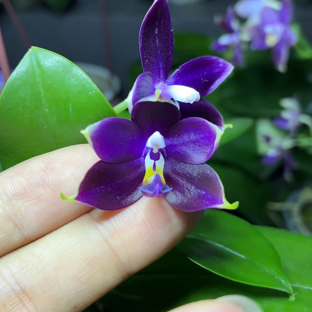当前无花朵，栽培后可花朵A1681yss1180