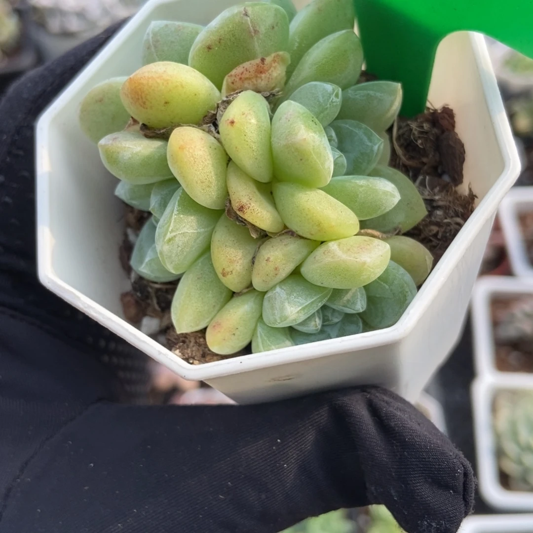 880冰玉多肉植物保护