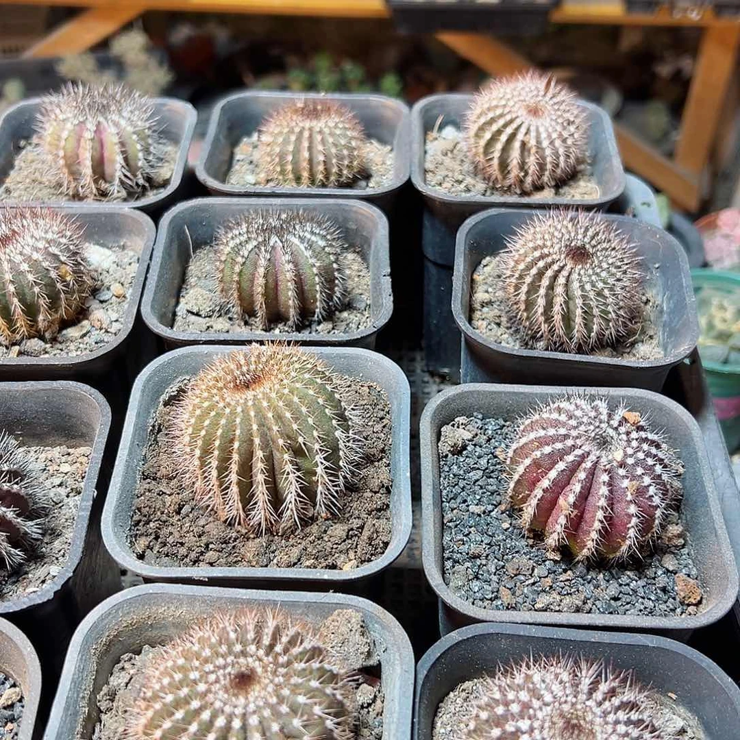 自根紫皮尤伯球4公分